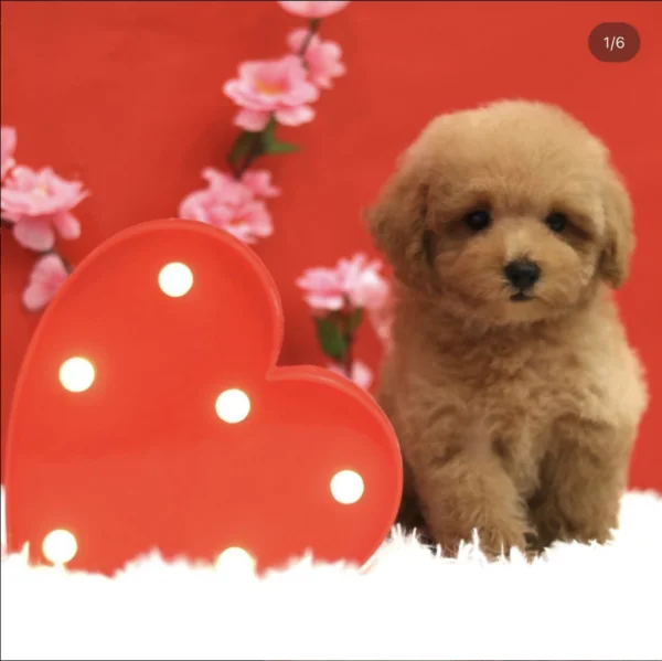 Toy Poodle